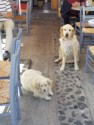 Two dogs in a restaurant